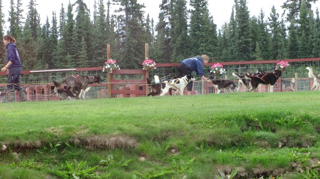 _chena river sled dogs